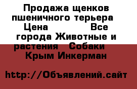 Продажа щенков пшеничного терьера › Цена ­ 30 000 - Все города Животные и растения » Собаки   . Крым,Инкерман